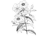 Rock rose (Cistus cretensis), Heb.LoTt, (Gen.37.25, 43.11), sometimes translated `Myrrh`